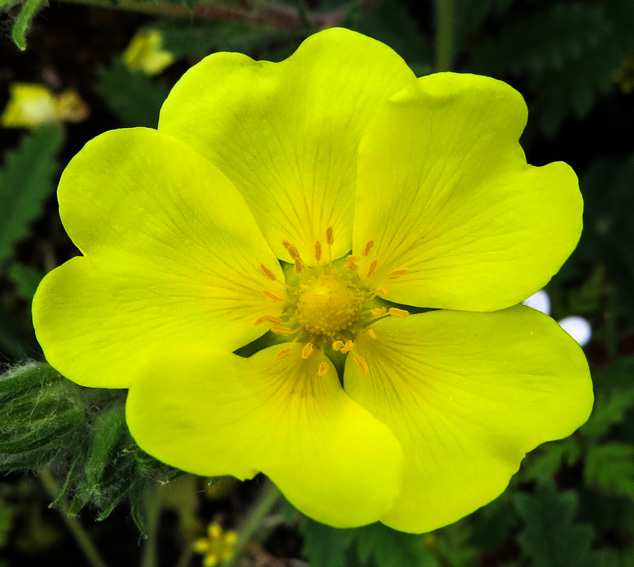 Potentilla